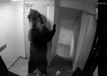 În România, prezența unui urs într-un hotel nu mai este considerată o urgență. Întamplare tragi-comică în Poiana Brașov
