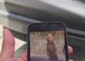 Turist bulgar atacat de urs pe Transfăgărășan după ce a încercat să-l hrănească și să-l filmeze