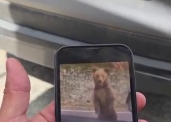 Turist bulgar atacat de urs pe Transfăgărășan după ce a încercat să-l hrănească și să-l filmeze