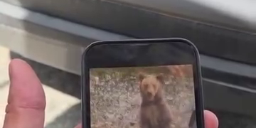 Turist bulgar atacat de urs pe Transfăgărășan după ce a încercat să-l hrănească și să-l filmeze