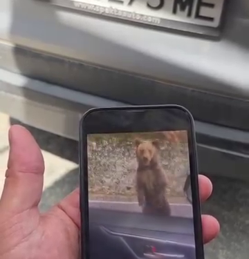 Turist bulgar atacat de urs pe Transfăgărășan după ce a încercat să-l hrănească și să-l filmeze