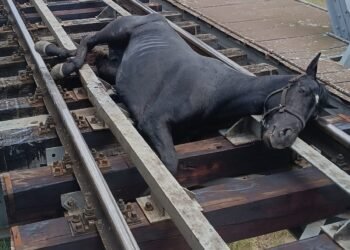 Misiune de salvare la Bârlad: Cal blocat pe calea ferată, scos dintre șine de pompieri