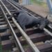 Misiune de salvare la Bârlad: Cal blocat pe calea ferată, scos dintre șine de pompieri