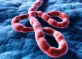 Primul caz de Ebola confirmat în Europa, la un medic francez întors din Congo