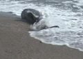 Aproape 100 de delfini găsiți morți pe litoralul românesc. Specialiștii leagă creșterea mortalității de efectele războiului din Marea Neagră