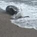 Aproape 100 de delfini găsiți morți pe litoralul românesc. Specialiștii leagă creșterea mortalității de efectele războiului din Marea Neagră