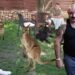 Nuțu Cămătaru, audiat într-un dosar privind o colecție de animale exotice. Dani Mocanu apare în anchetă