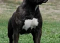 Copil de doar 2 ani, în stare critică după ce a fost atacat de un câine în curtea unor rude