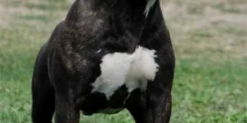 Copil de doar 2 ani, în stare critică după ce a fost atacat de un câine în curtea unor rude