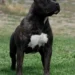 Copil de doar 2 ani, în stare critică după ce a fost atacat de un câine în curtea unor rude