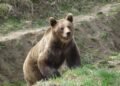 Încă un atac de urs în România: un bărbat găsit mort în apropierea fermei unde lucra