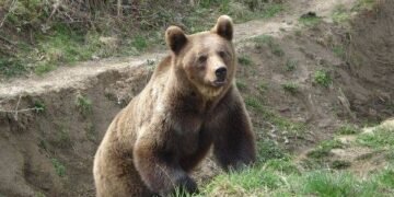 Încă un atac de urs în România: un bărbat găsit mort în apropierea fermei unde lucra