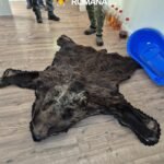 FOTO: Descinderi de amploare în Suceava! Arsenal de arme, sute de cartușe și carne de vânat, descoperite la percheziții