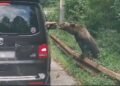 Trei turiști străini, mușcați de urs pe Transfăgărășan în aceeași zi. Un selfie periculos s-a transformat într-un coșmar