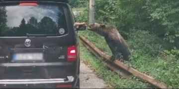 Trei turiști străini, mușcați de urs pe Transfăgărășan în aceeași zi. Un selfie periculos s-a transformat într-un coșmar