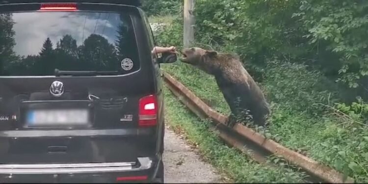 Trei turiști străini, mușcați de urs pe Transfăgărășan în aceeași zi. Un selfie periculos s-a transformat într-un coșmar