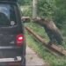 Trei turiști străini, mușcați de urs pe Transfăgărășan în aceeași zi. Un selfie periculos s-a transformat într-un coșmar