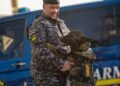 Hugo, noua armă secretă a Jandarmeriei Iași. Câinele specializat în detectarea drogurilor a absolvit cursurile cu rezultate excelente