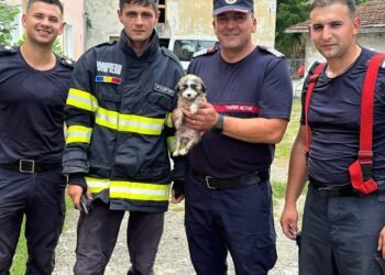 Misiune contracronometru în Timiș pentru salvarea cățelușei Raia. Pompierii au folosit un buldoexcavator