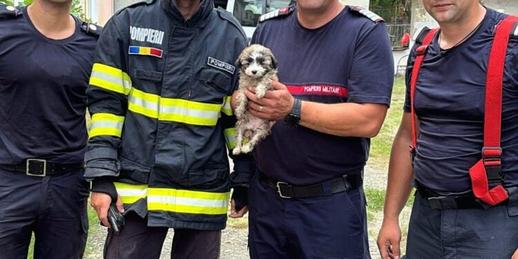 Misiune contracronometru în Timiș pentru salvarea cățelușei Raia. Pompierii au folosit un buldoexcavator