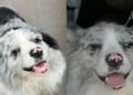 Un câine celebru pe TikTok a fost răpit și transformat în mâncare la un restaurant