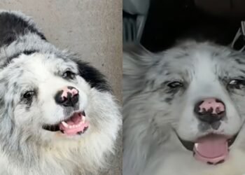 Un câine celebru pe TikTok a fost răpit și transformat în mâncare la un restaurant