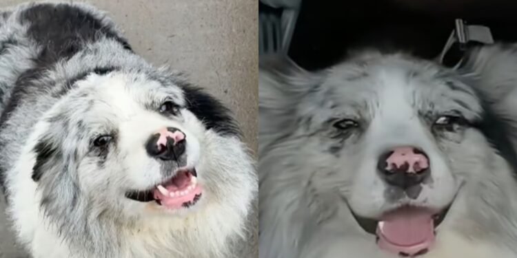 Un câine celebru pe TikTok a fost răpit și transformat în mâncare la un restaurant