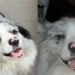 Un câine celebru pe TikTok a fost răpit și transformat în mâncare la un restaurant