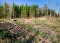 Operațiunea Jupiter: Peste 30 de percheziții domiciliare în 8 dosare penale vizând infracțiuni silvice