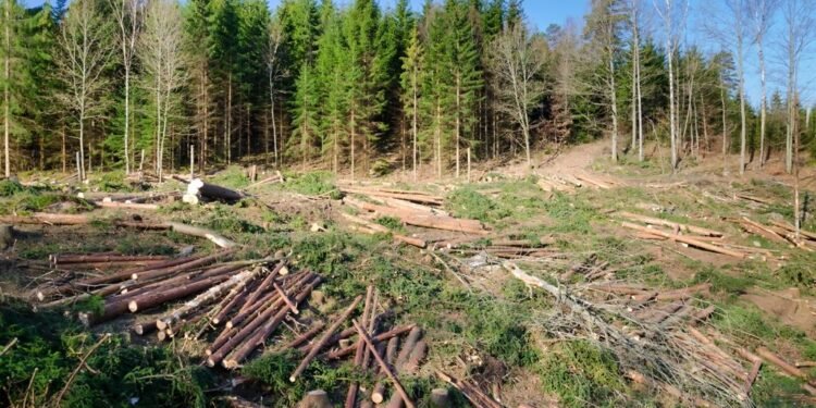Operațiunea Jupiter: Peste 30 de percheziții domiciliare în 8 dosare penale vizând infracțiuni silvice