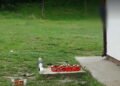 Raport DSU: Lanț de erori în cazul elevului mort din Bacău. Resurse medicale ignorate și întârzieri la intervenție