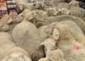 Alertă sanitar-veterinară în Mureș. Cinci focare active la ovine și caprine