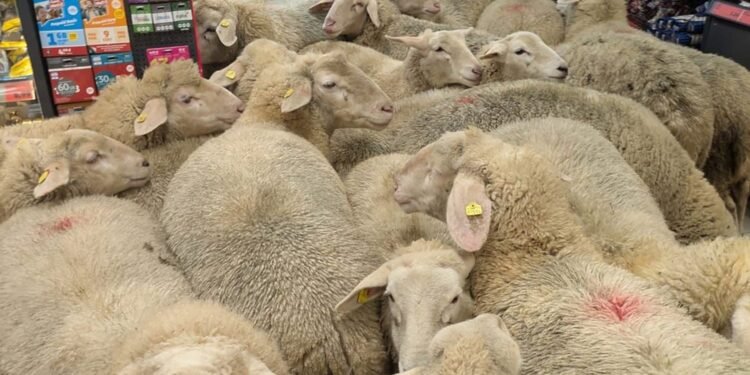 Alertă sanitar-veterinară în Mureș. Cinci focare active la ovine și caprine
