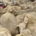 Alertă sanitar-veterinară în Mureș. Cinci focare active la ovine și caprine