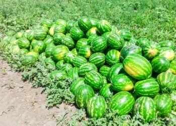 Pepenii „falși” de Dăbuleni invadează piețele. Autoritățile anunță controale și sancțiuni