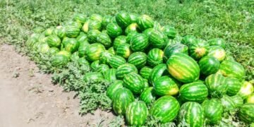 Pepenii „falși” de Dăbuleni invadează piețele. Autoritățile anunță controale și sancțiuni