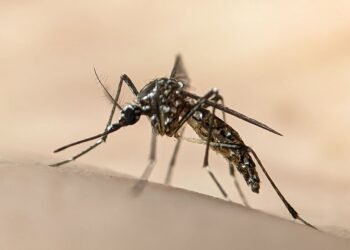 Experiment ciudat în SUA. Google vrea să elibereze milioane de specii de țânțari pentru a combate speciile care răspândesc boli precum dengue
