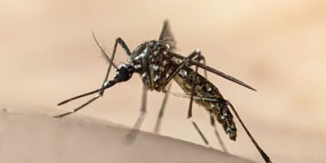 Experiment ciudat în SUA. Google vrea să elibereze milioane de specii de țânțari pentru a combate speciile care răspândesc boli precum dengue