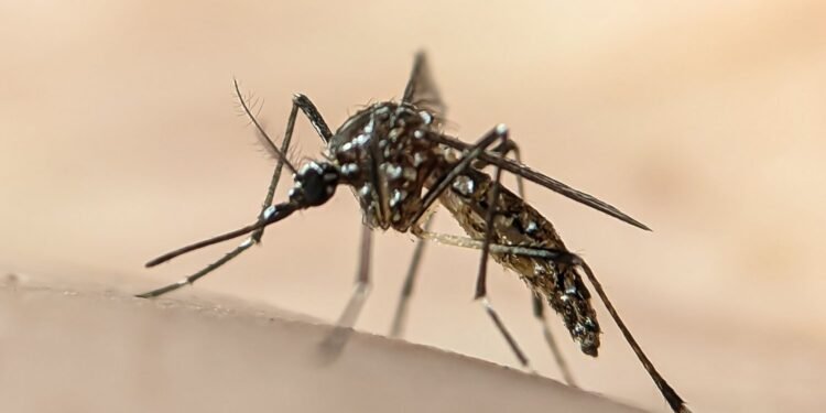 Experiment ciudat în SUA. Google vrea să elibereze milioane de specii de țânțari pentru a combate speciile care răspândesc boli precum dengue