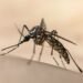 Experiment ciudat în SUA. Google vrea să elibereze milioane de specii de țânțari pentru a combate speciile care răspândesc boli precum dengue