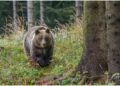 Harghita | Patru persoane rănite în urma atacurilor unui urs la Plăieșii de Jos. Animalul a fost împușcat