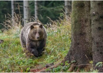 Harghita | Patru persoane rănite în urma atacurilor unui urs la Plăieșii de Jos. Animalul a fost împușcat