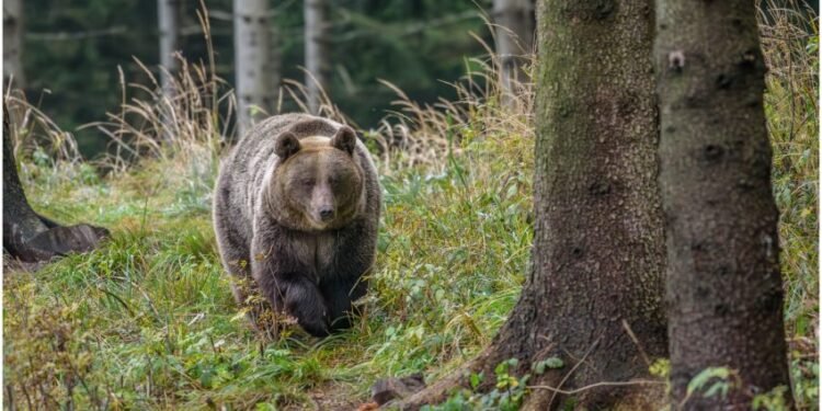 Harghita | Patru persoane rănite în urma atacurilor unui urs la Plăieșii de Jos. Animalul a fost împușcat