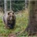 Harghita | Patru persoane rănite în urma atacurilor unui urs la Plăieșii de Jos. Animalul a fost împușcat