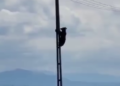Un urs s-a urcat pe un stâlp de electricitate de la marginea Brașovului