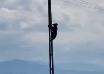 Un urs s-a urcat pe un stâlp de electricitate de la marginea Brașovului