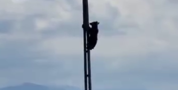 Un urs s-a urcat pe un stâlp de electricitate de la marginea Brașovului