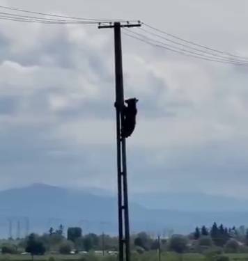 Un urs s-a urcat pe un stâlp de electricitate de la marginea Brașovului