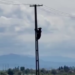 Un urs s-a urcat pe un stâlp de electricitate de la marginea Brașovului