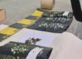 Bărbat de 32 de ani, reținut de DIICOT Neamț într-un dosar de trafic și introducere în țară de canabis